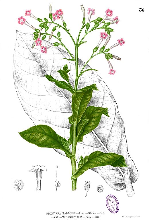 烟草植物绘图 by Francisco Manuel Blanco (O.S.A.)